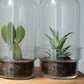 Botanist's Terrarium Succulent