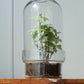 Botanist's Terrarium English Ivy