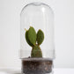 Botanist's Terrarium Cactus