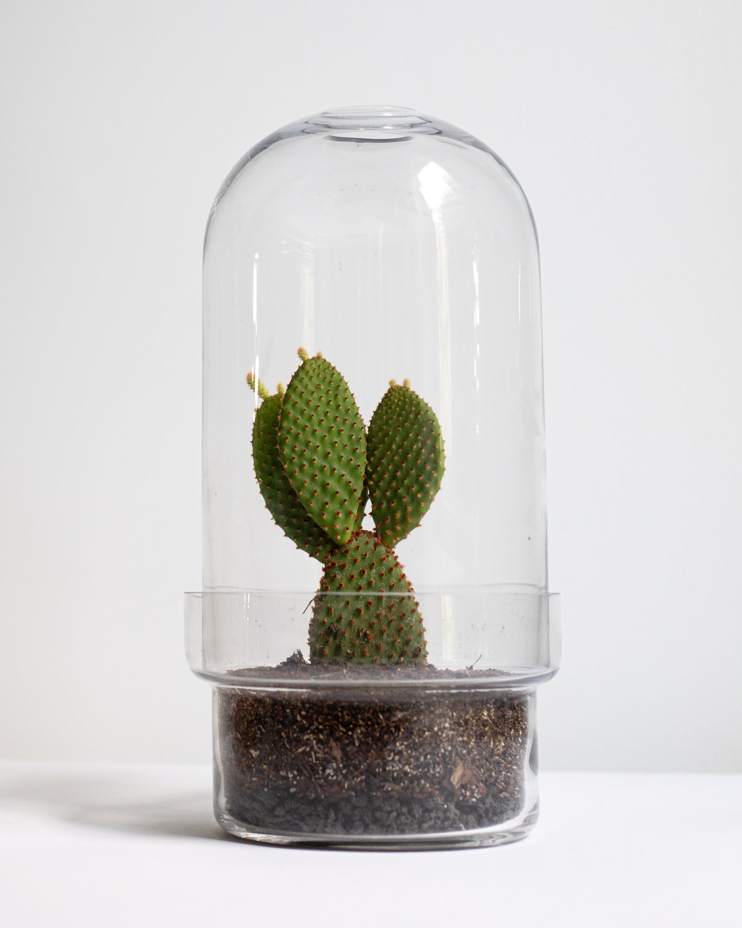 Botanist's Terrarium Cactus