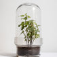 Botanist's Terrarium English Ivy