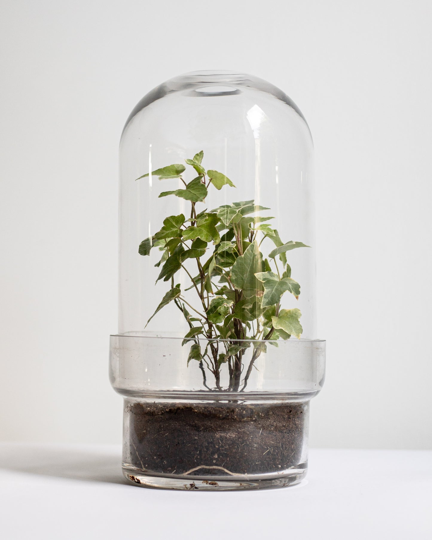 Botanist's Terrarium English Ivy