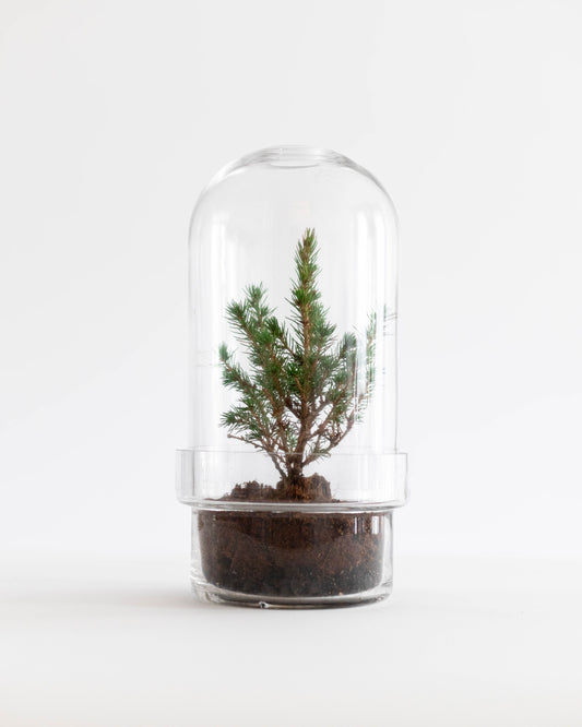 Botanist's Terrarium