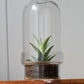 Botanist's Terrarium Succulent