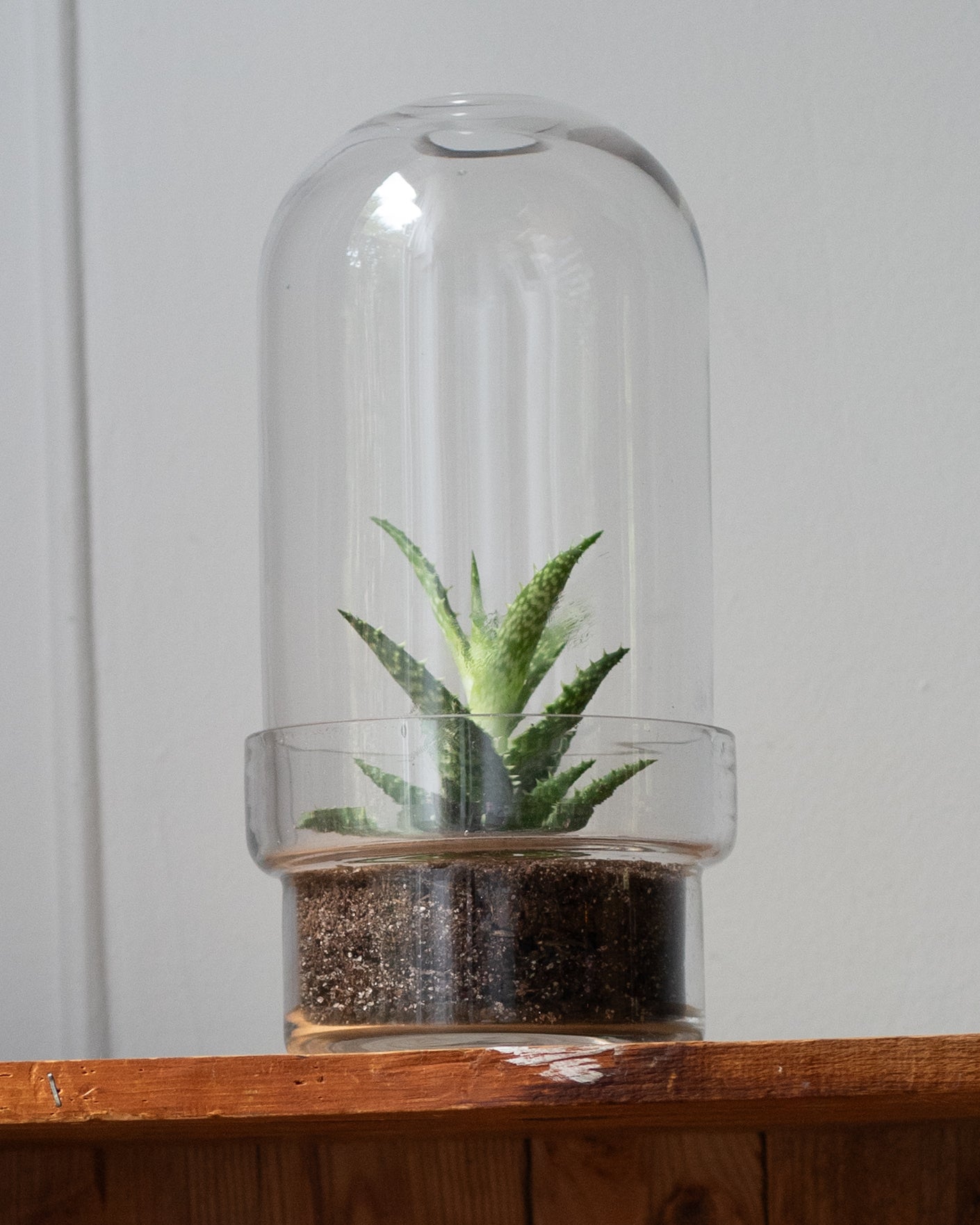 plante terrarium Botanist's Terrarium Succulent – padam