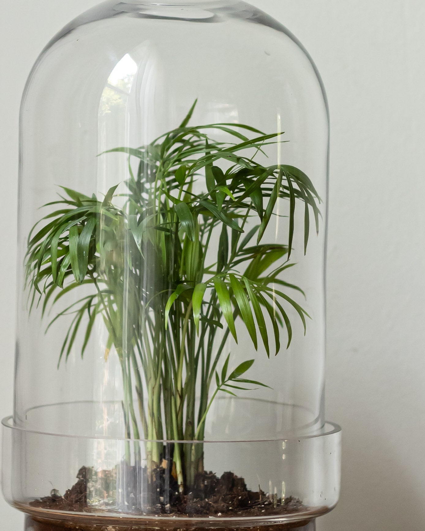parlor palm terrarium Palm House – padam