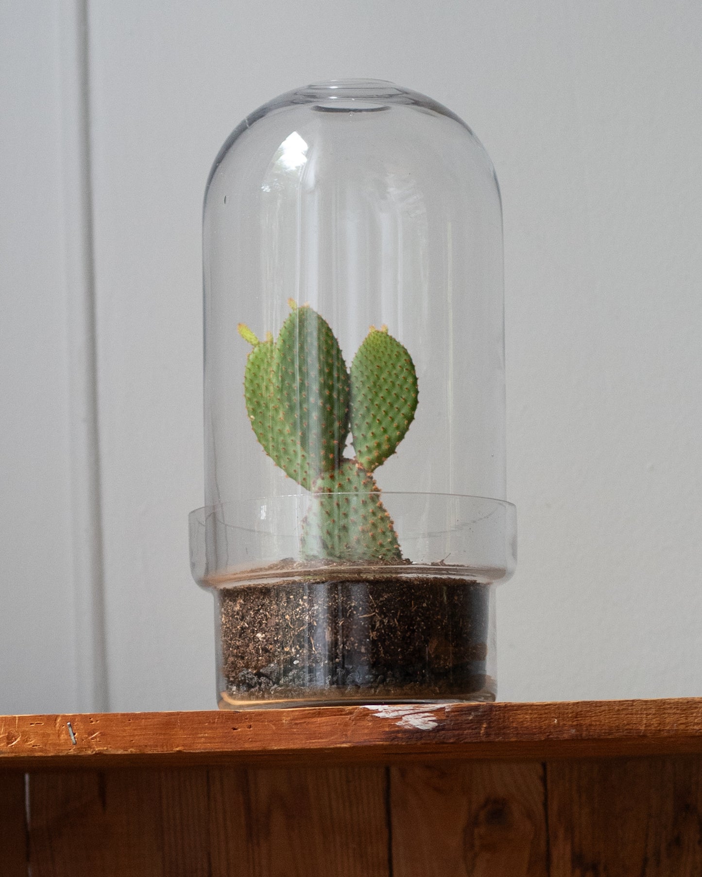 Botanist's Terrarium Cactus