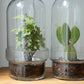 Botanist's Terrarium English Ivy