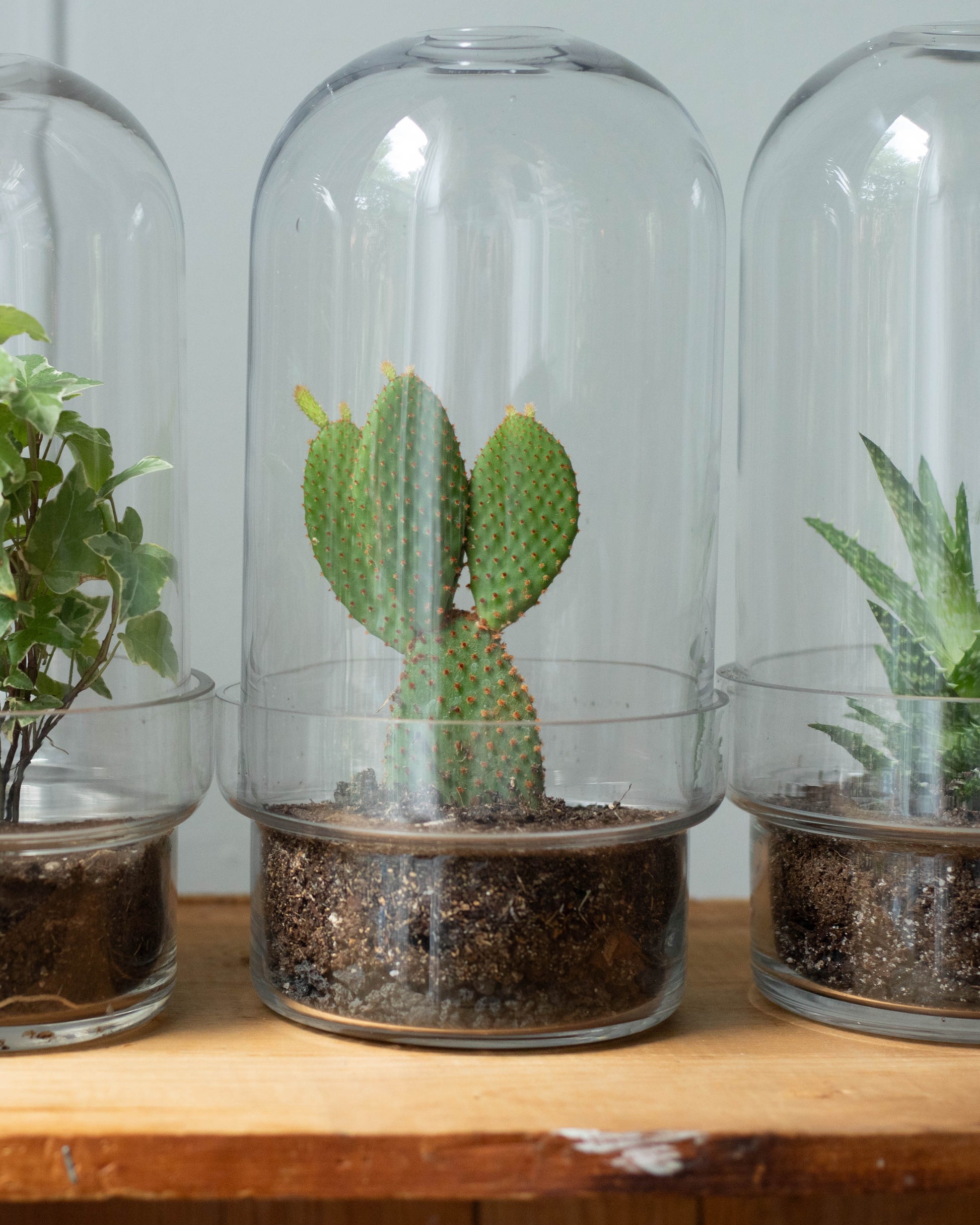 cactus plant terrarium Botanist's Terrarium Cactus – padam