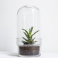 Botanist's Terrarium Succulent