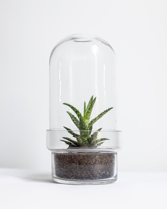 Botanist's Terrarium Succulent